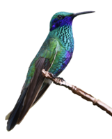 animals & Hummingbird free transparent png image.