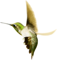 animals & Hummingbird free transparent png image.