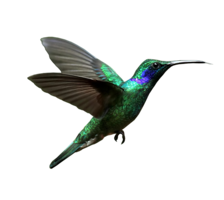 animals & Hummingbird free transparent png image.