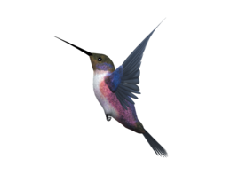 animals & Hummingbird free transparent png image.