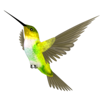 animals & Hummingbird free transparent png image.