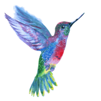 animals & Hummingbird free transparent png image.