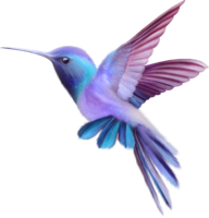 animals & Hummingbird free transparent png image.