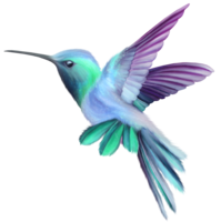 animals & Hummingbird free transparent png image.