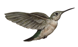 animals & Hummingbird free transparent png image.