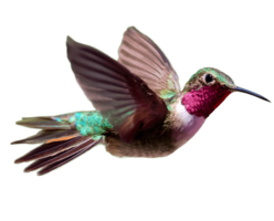 animals & Hummingbird free transparent png image.