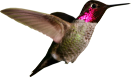 animals & Hummingbird free transparent png image.