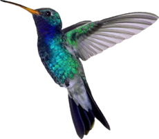 animals & Hummingbird free transparent png image.