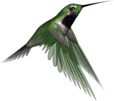 animals & Hummingbird free transparent png image.