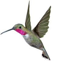 animals & Hummingbird free transparent png image.