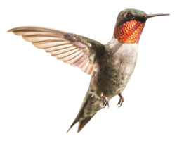 animals & Hummingbird free transparent png image.