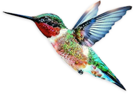 animals & Hummingbird free transparent png image.