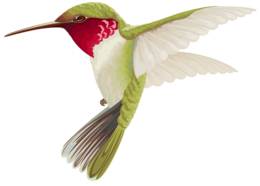 animals & Hummingbird free transparent png image.