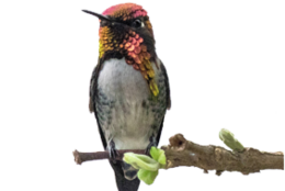 animals & Hummingbird free transparent png image.