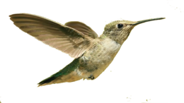 animals & Hummingbird free transparent png image.