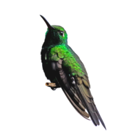 animals & Hummingbird free transparent png image.