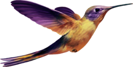 animals & hummingbird free transparent png image.