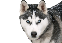 animals & Husky free transparent png image.