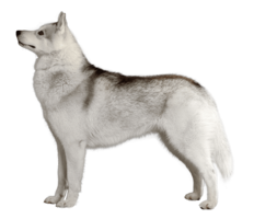 animals & Husky free transparent png image.