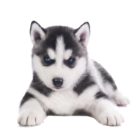 animals & Husky free transparent png image.