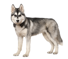 animals & Husky free transparent png image.