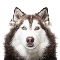 animals & Husky free transparent png image.