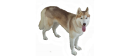 animals & Husky free transparent png image.