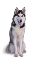 animals & Husky free transparent png image.