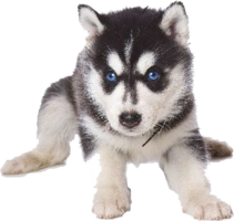 animals & Husky free transparent png image.