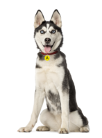 animals & Husky free transparent png image.