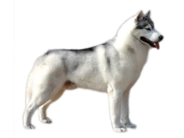 animals & Husky free transparent png image.