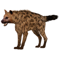 animals & hyena free transparent png image.