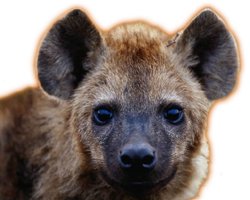 animals & Hyena free transparent png image.