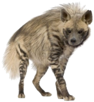 animals & hyena free transparent png image.