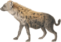 animals & Hyena free transparent png image.