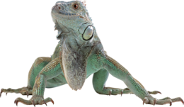 animals&Iguana png image.