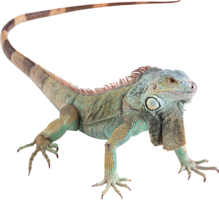 animals & Iguana free transparent png image.