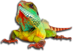 animals & Iguana free transparent png image.