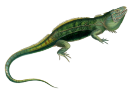 animals & Iguana free transparent png image.