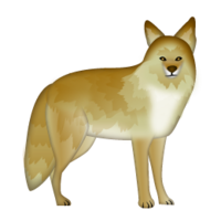 animals & jackal coyote free transparent png image.