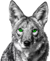 animals & jackal coyote free transparent png image.