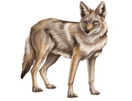 animals & jackal coyote free transparent png image.