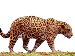 animals&Jaguar png image.