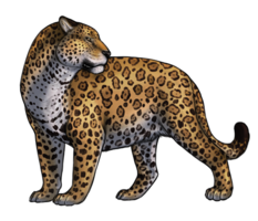 animals & jaguar free transparent png image.