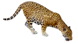 animals & Jaguar free transparent png image.