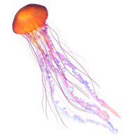 animals & Jellyfish free transparent png image.