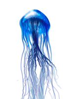 animals & jellyfish free transparent png image.