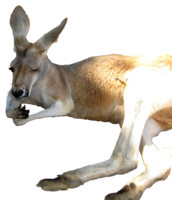 animals&Kangaroo png image.