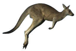 animals & Kangaroo free transparent png image.