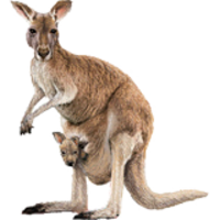 animals & Kangaroo free transparent png image.